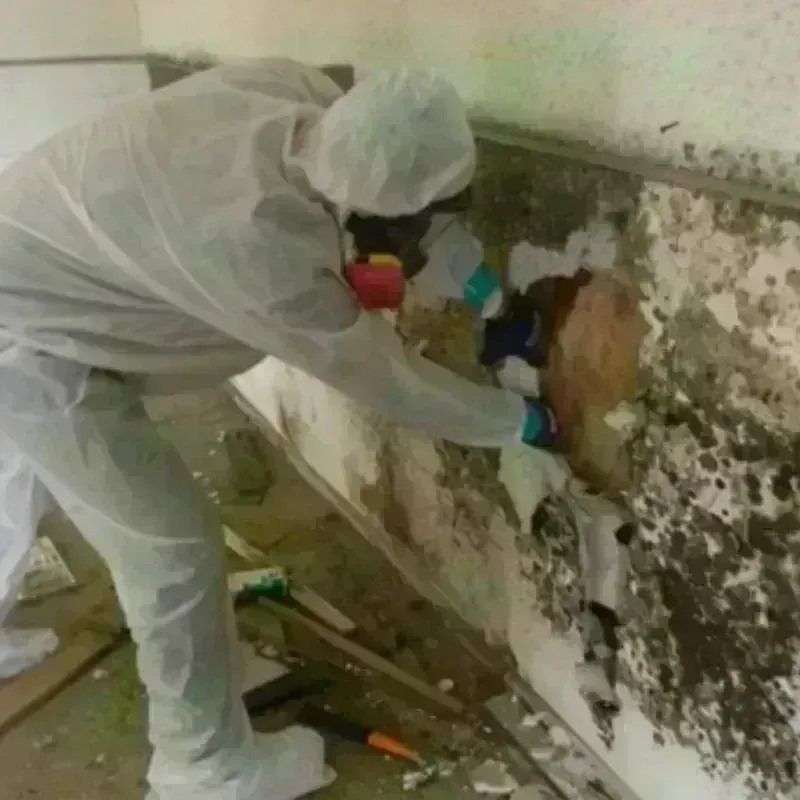 Mold Remediation and Removal in Inkerman, PA